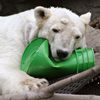 Ida The Central Park Polar Bear Dies At 25